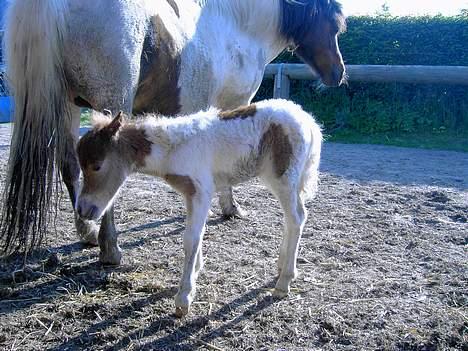 Shetlænder Kiar solgt): - ved  mor, 5 timer efter hun blev født  billede 2