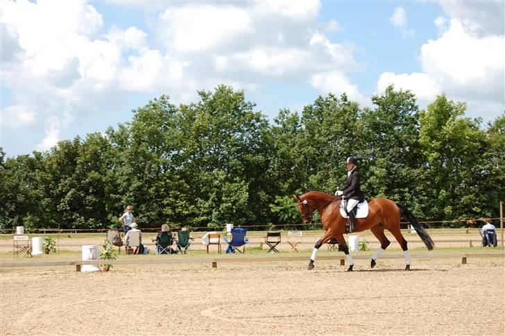 Dansk Varmblod Højgårds Shakira - Helle og Shakira, på opvarmningen til sadelkåringen. Foto: MLH-foto billede 13