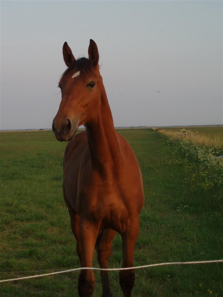 Dansk Varmblod Højgårds Shakira - På sommergræs. Foto: MLH-foto billede 14