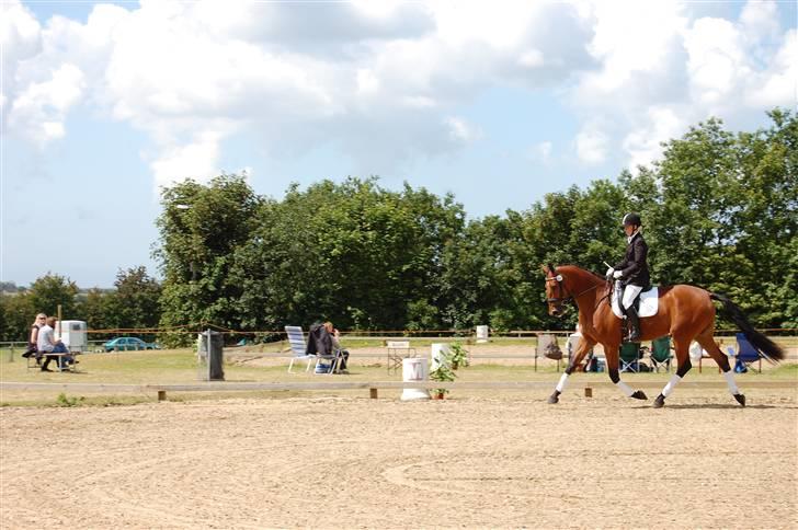 Dansk Varmblod Højgårds Shakira - Helle og Shakira, på opvarmningen til sadelkåringen. Foto: MLH-foto billede 15