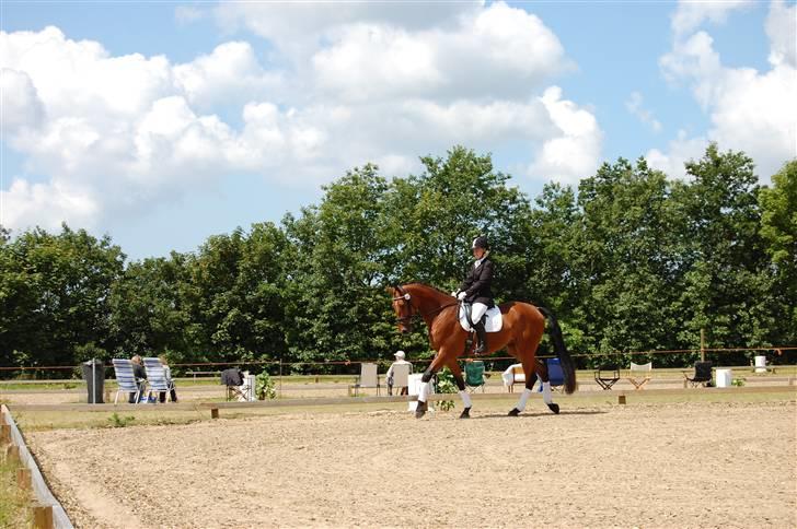 Dansk Varmblod Højgårds Shakira - Helle og Shakira, på opvarmningen til sadelkåringen. Foto: MLH-foto billede 17