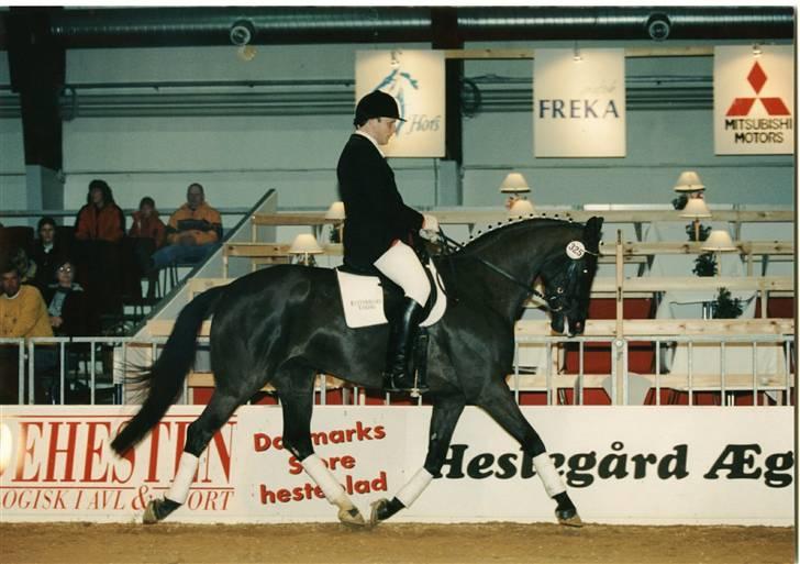 Dansk Varmblod Dia-bell damkær - Dia-Bell Damkær til 4-års championat HingsteKåring år 2000 Herning billede 3