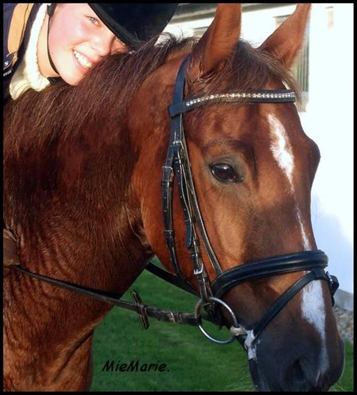 DSP Nørlunds Ascari  - Han er bare så skøn <3 elsker dig aske´gøjsen :D  billede 19