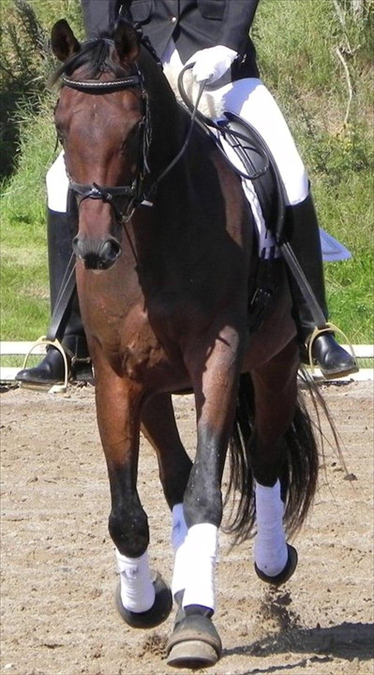 Dansk Varmblod Markgaards Thor - Trav billede 12