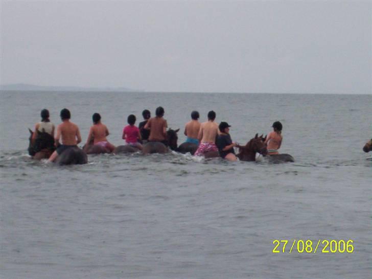 Dansk Varmblod Markgaards Thor - Bader i fjorden. Mig i den brune t-shirt. billede 13