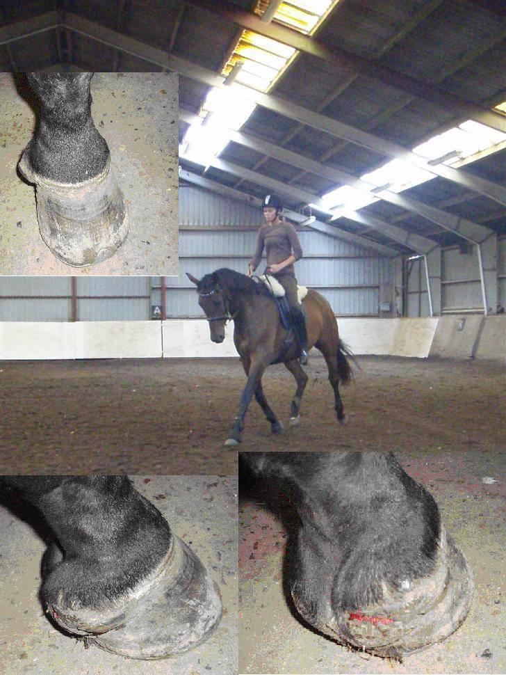 Dansk Varmblod Markgaards Thor - Thors skade og et billede fra første ridedag efter 2 måneder :D billede 14