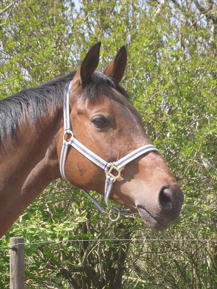 Dansk Varmblod Markgaards Thor - Kigger på æslerne på folden ved siden af :) billede 15