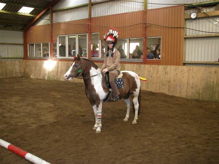 Pinto Don Ibrahim. - Klar til start d: billede 17