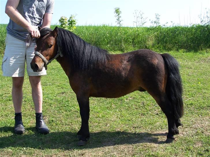 Anden særlig race Little Bandit - Bandit billede 2