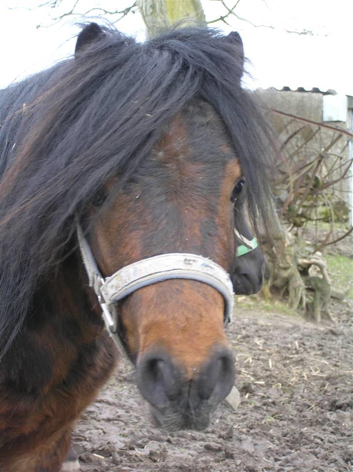 Anden særlig race Little Bandit billede 3