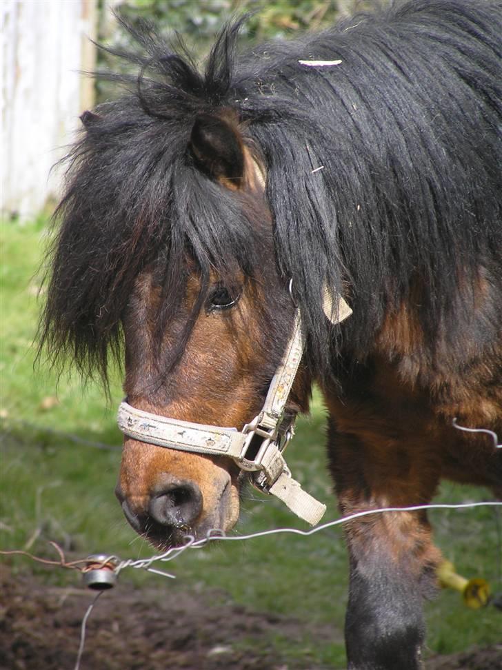 Anden særlig race Little Bandit billede 5