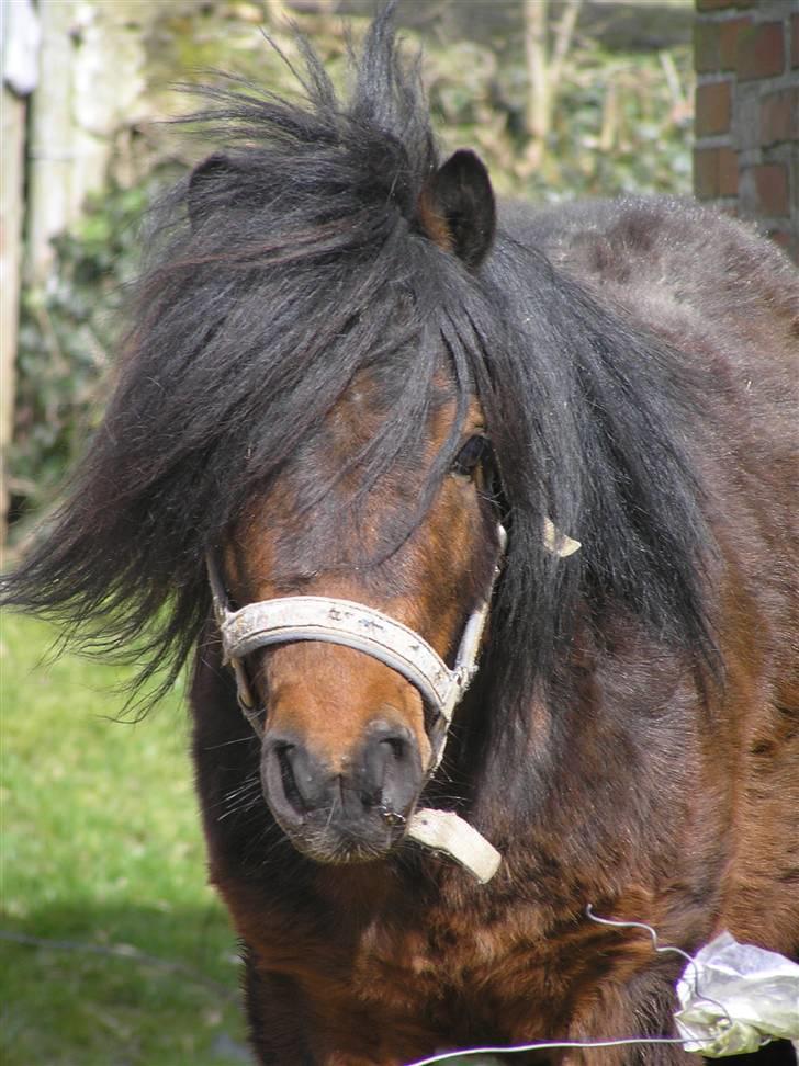 Anden særlig race Little Bandit billede 6