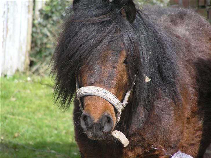 Anden særlig race Little Bandit billede 7