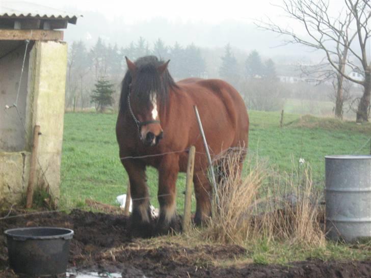 Belgier Sabrina *DØD* - 08-02-2008 ca 2½ måned før forventet foling billede 15