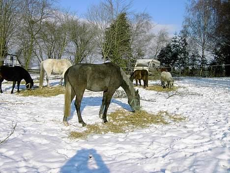 Anden særlig race Cassiopeia **RIP** - Fra i vinters .  billede 1