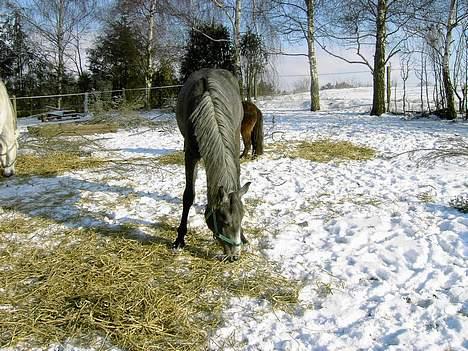 Anden særlig race Cassiopeia **RIP** - Fra i vinters .  billede 2