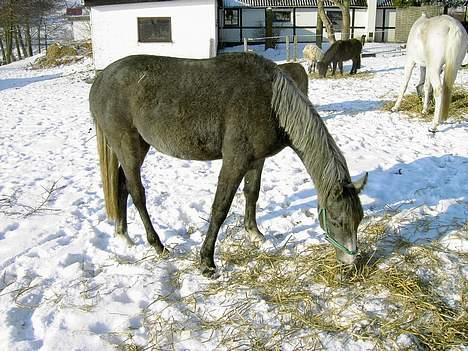 Anden særlig race Cassiopeia **RIP** - Fra i vinters .  billede 3