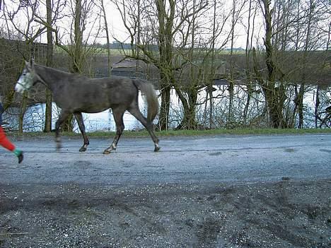 Anden særlig race Cassiopeia **RIP** - Her fra et par dage siden .  billede 4