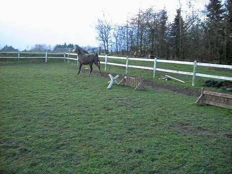 Anden særlig race Cassiopeia **RIP** - Er jeg ike bare smuk ?  billede 5