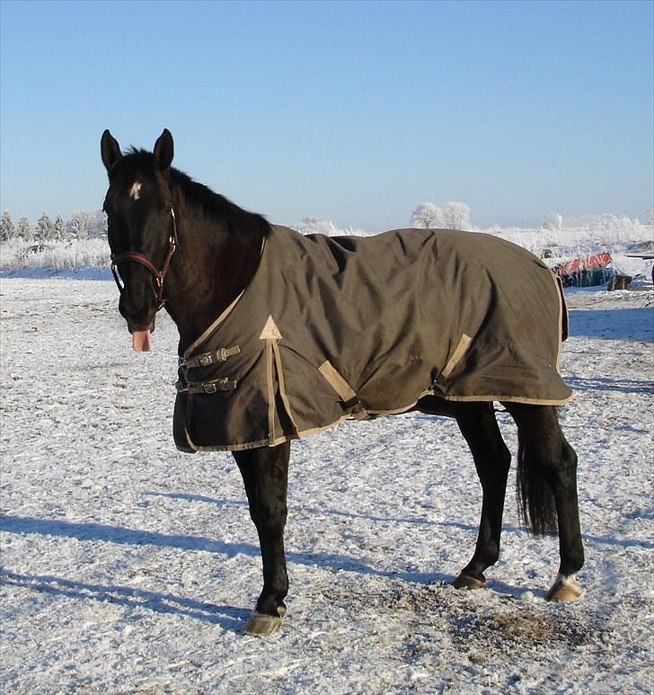 Dansk Varmblod Siska   - D.19/03 - 09  - Fint vinter billede! Foto: Mor billede 5