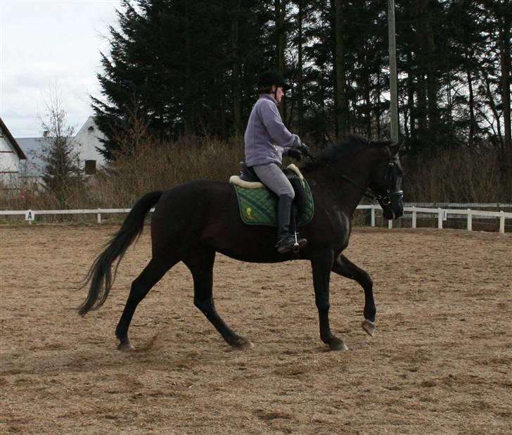 Dansk Varmblod Siska   - D.19/03 - 09  - Rigtig fin Galop...Foto: Lotte billede 7