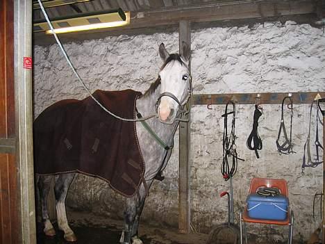 Connemara Felix Holmegård - så er felix klar til springtime (: billede 9