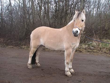 Fjordhest Flash billede 5