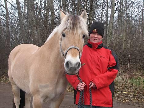 Fjordhest Flash billede 6