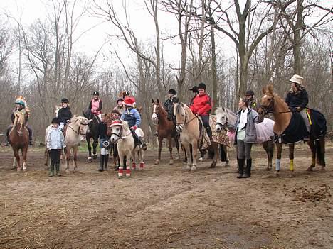 Fjordhest Flash billede 7