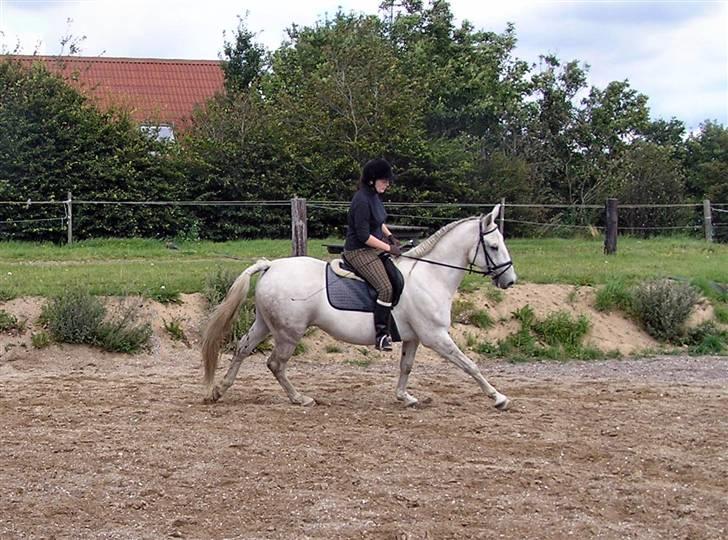 Anden særlig race Winston (gl. halvpart) - Lidt galop © Fotografen - Annette billede 2