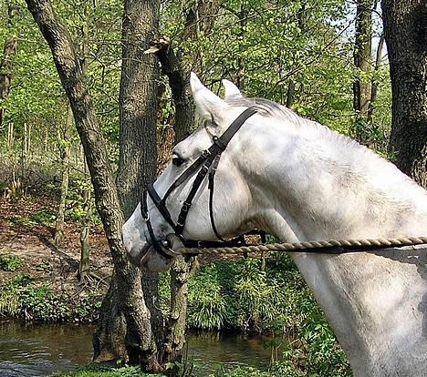 Anden særlig race Winston (gl. halvpart) - Winston sys å´en er meget spændene hihi, første tur i skoven alene. © Fotografen - Malene billede 3