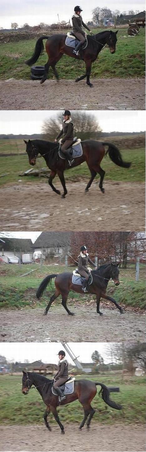 Dansk Varmblod Eromanga Kærlund (Solgt) - Galop træning billede 20