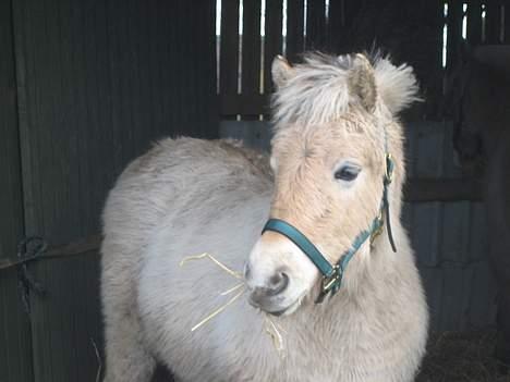 Fjordhest Bailey *solgt* billede 2