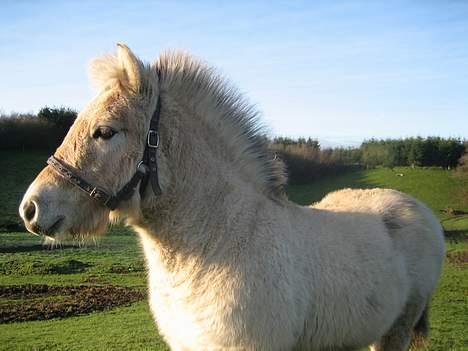 Fjordhest Bailey *solgt* - Her er Bailey 4-5 måneder gammel billede 3
