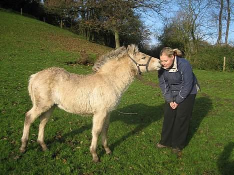 Fjordhest Bailey *solgt* - Bailey og jeg billede 4