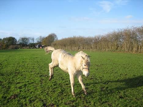 Fjordhest Bailey *solgt* - "Se jeg kan bukke" billede 5