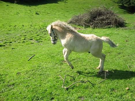 Fjordhest Bailey *solgt* - "Jeg kan også stejle" -her er Bailey ca. 1 måned gammel billede 6