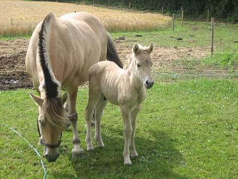 Fjordhest Bailey *solgt* - Bailey 3 dage gammel sammen med sin mor billede 7