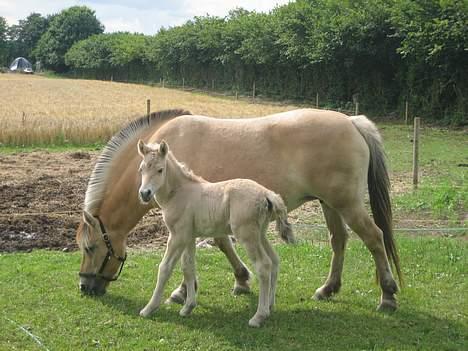 Fjordhest Bailey *solgt* - Lille Baby Bailey 3 dage gammel billede 8