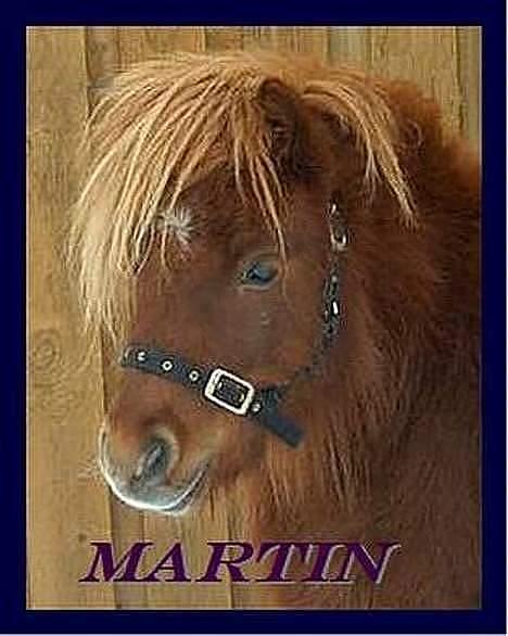 Anden særlig race Martin  - Martin som lidt yngre ;D billede 12