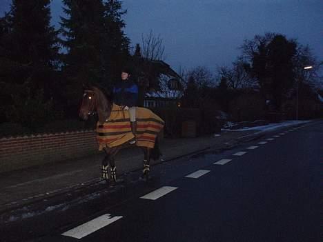 Holstener Lindegaardens Camilla  billede 7