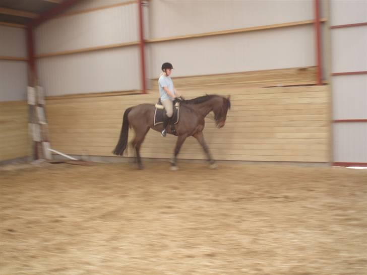 Holstener Lindegaardens Camilla  billede 8