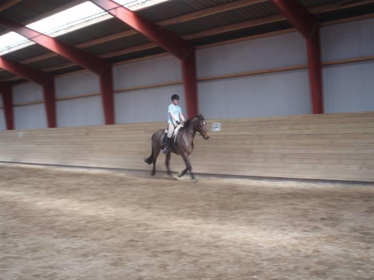 Holstener Lindegaardens Camilla  billede 9