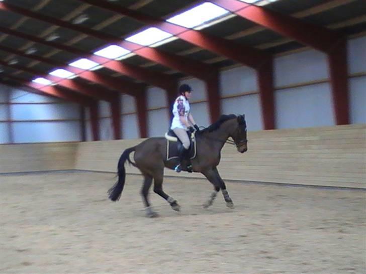 Holstener Lindegaardens Camilla  billede 10