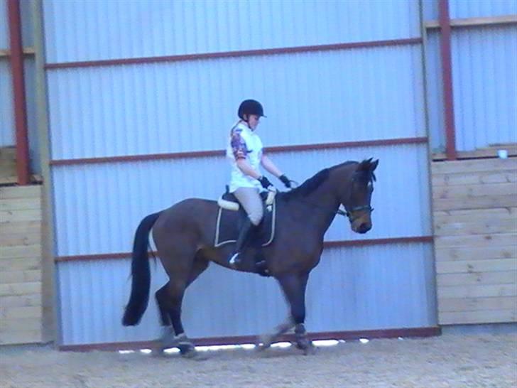 Holstener Lindegaardens Camilla  billede 11