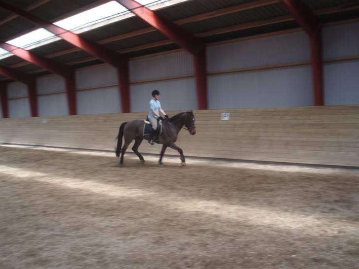 Holstener Lindegaardens Camilla  billede 12