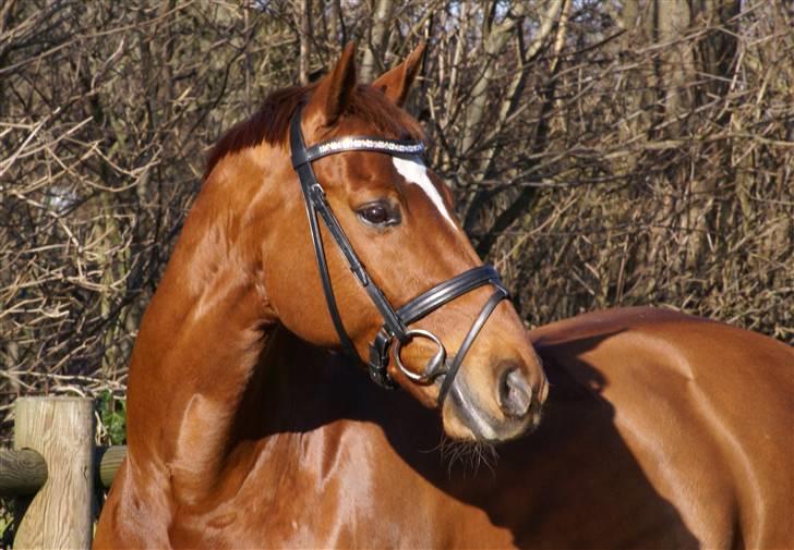 Dansk Varmblod JACQUES WILLENEUVE..død.. billede 19