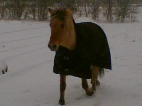 Anden særlig race Bella ( Hvil i fred ) - min lille bella i trav.. hun er så glad for sneen.. hehe billede 12