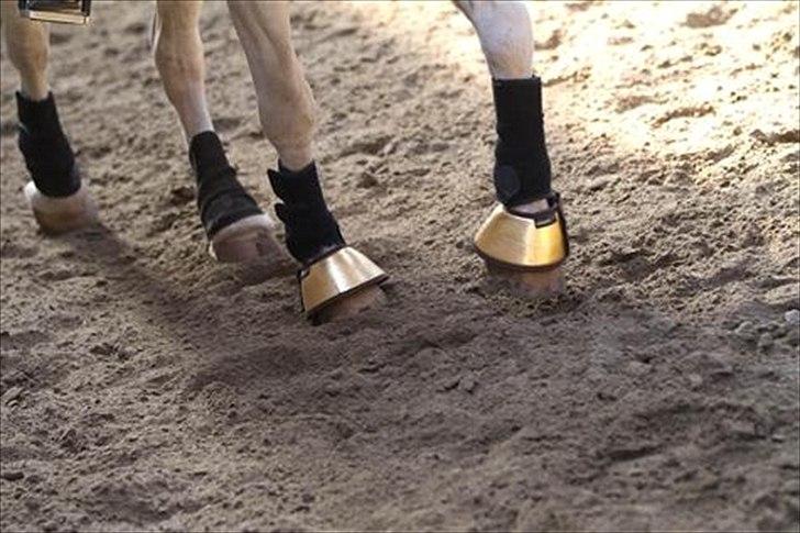 Welsh Cob (sec D) Funny - Velkommen til min side.  billede 1