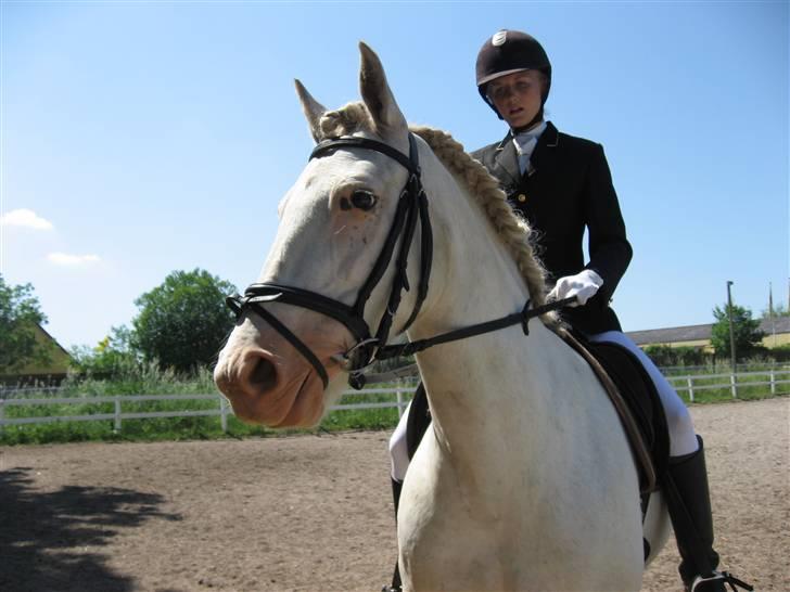 Welsh Cob (sec D) Funny - funny og jeg fik 2 plads. ikke tilfredstillende, ses os i mit ansigts udtryk :) billede 2